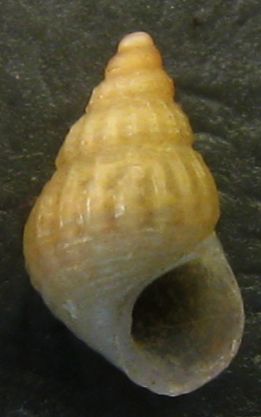 Isola delle Correnti 2